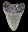 Bargain, Megalodon Tooth - North Carolina #80866-2